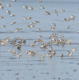 Flock of seabirds on the shore
