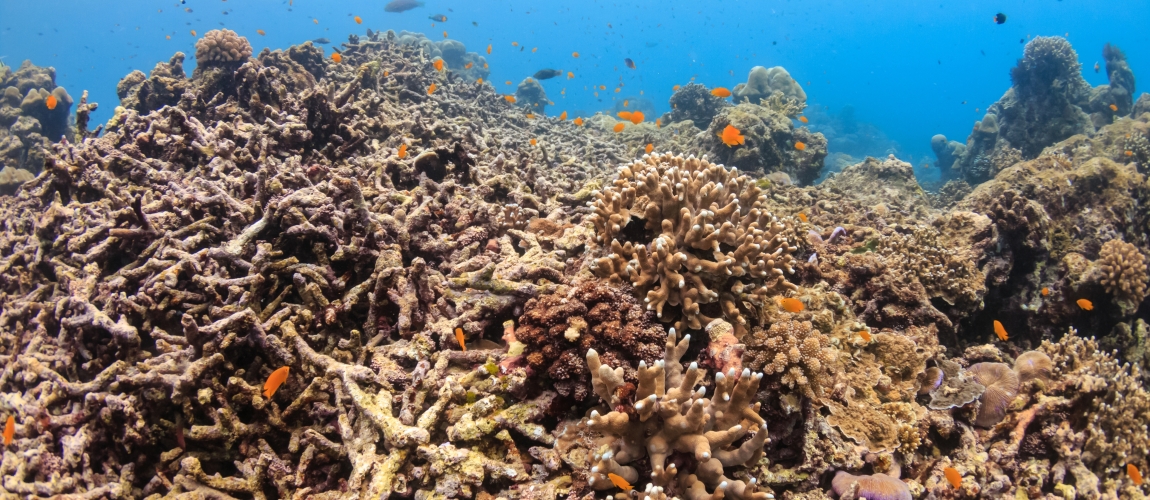 Bleached coral in the Andaman sea