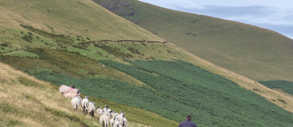 Farmer herding sheep on quad bike