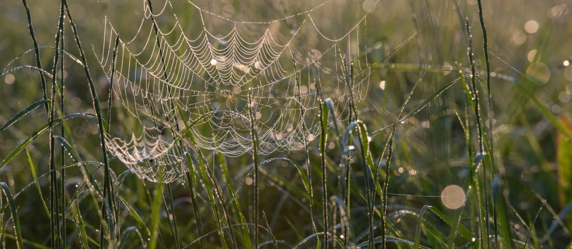 A spider's web in grass covered in dew 
