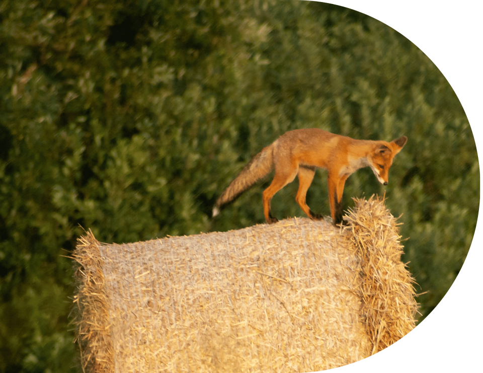 A fox on a hay bale