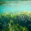 Seagrass swaying turquoise water 