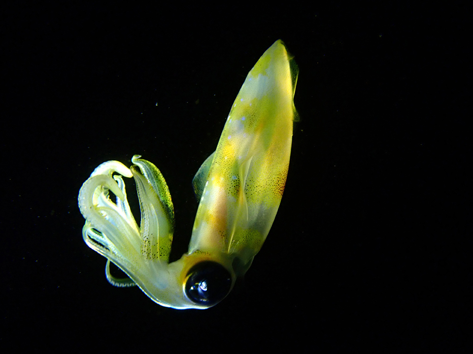 A photo of a small yellow squid swimming against a dark background