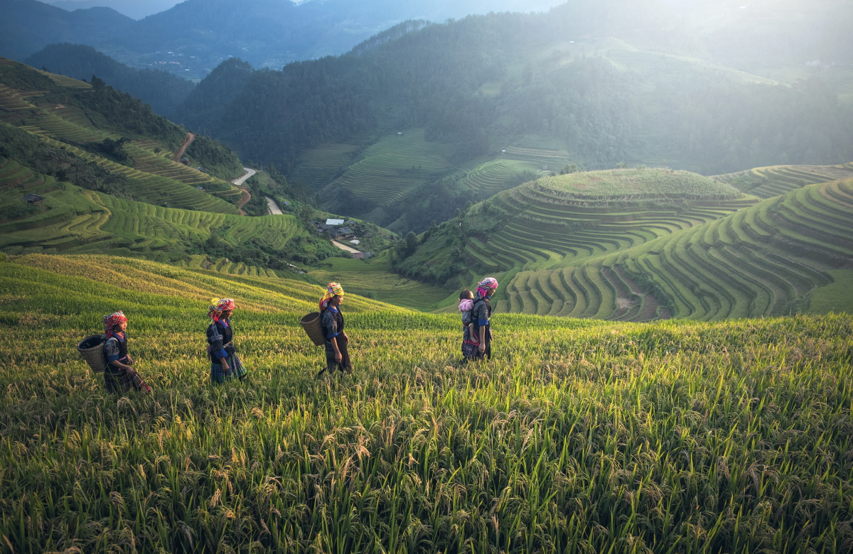 Photograph of rice terraces in Vietnam © Sasint | Adobe Stock